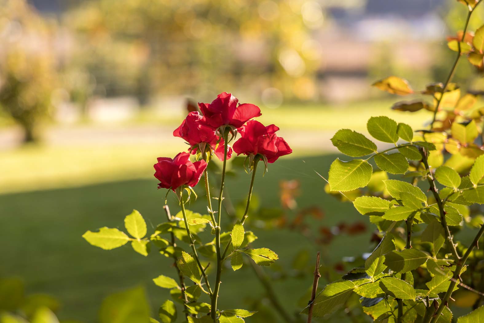Pflegeheim Deutsch in Paldau bei Feldbach in der Südoststeiermark: Qualität in der Pflege, Ihr Seniorenheim, Altenheim, Altenpflege